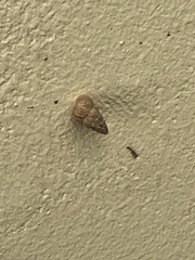 Cochlicella