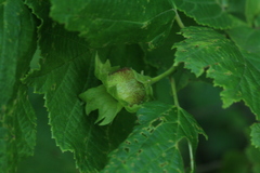 Corylus heterophylla