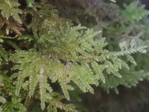 Camptochaete arbuscula