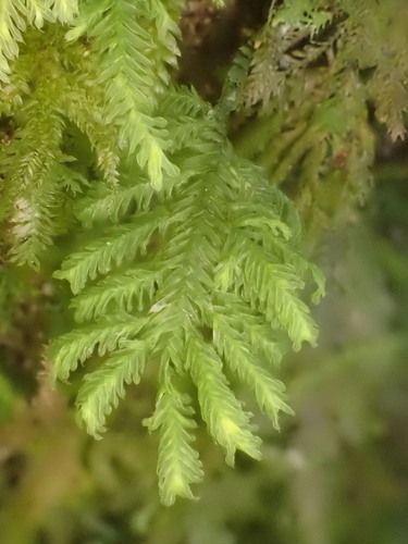 Lopidium concinnum