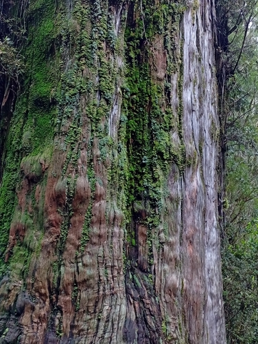 Fitzroya cupressoides, 2026-07-03