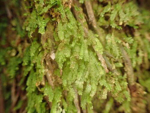 Calomnion complanatum