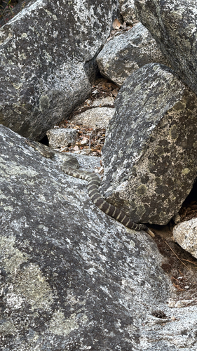 iNaturalist observation photo of Northern Pacific Rattlesnake