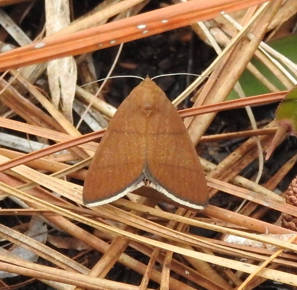 Four-lined Chocolate Moth