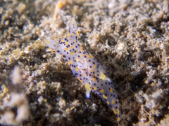 Thecacera pennigera