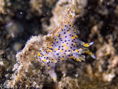 Thecacera pennigera