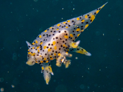 Thecacera pennigera