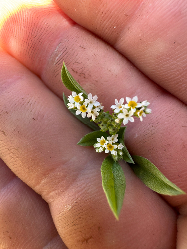Euploca procumbens observed 2026-07-03