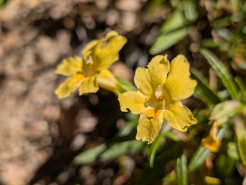 Diplacus calycinus