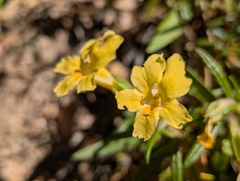 Diplacus calycinus