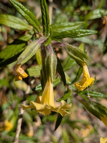 Diplacus calycinus, photograph 1