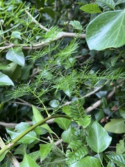 Asparagus verticillatus, photograph (c) Наталья Пикалова, some rights reserved (CC BY)