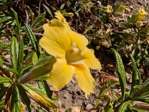 Diplacus calycinus, photograph 3