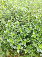 Thymus × citriodorus