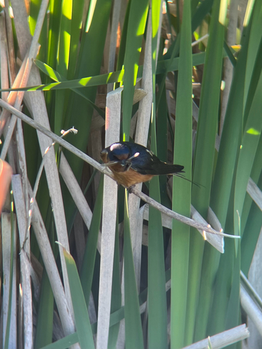 Barn Swallow