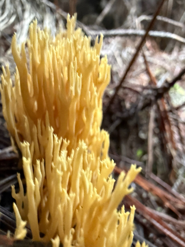 Ramaria lorithamnus