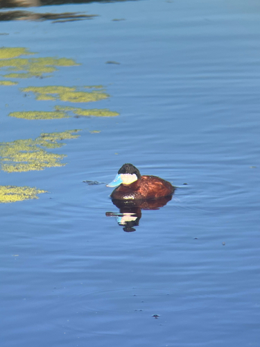 Ruddy Duck