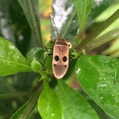 Physopelta quadriguttata