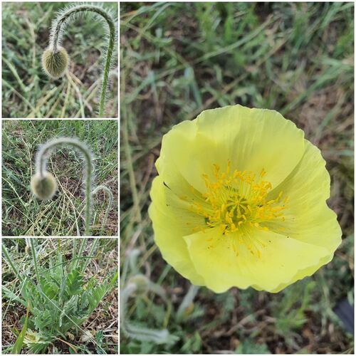 Papaver nudicaule