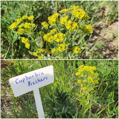 Euphorbia fischeri