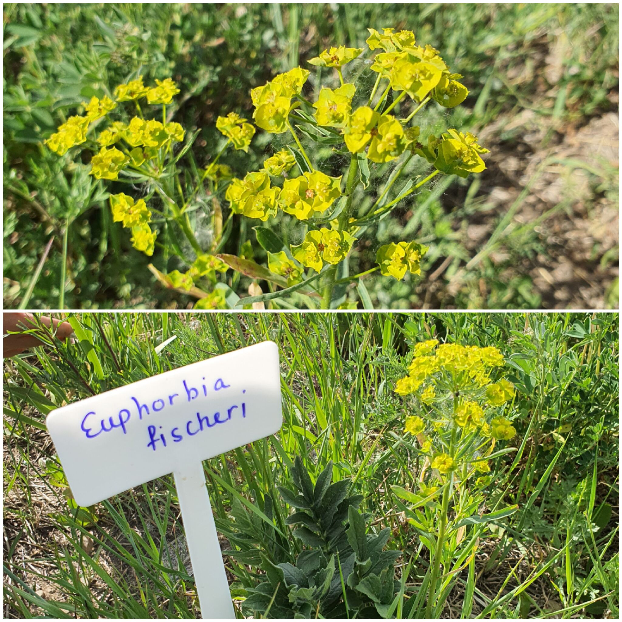 Euphorbia fischeri