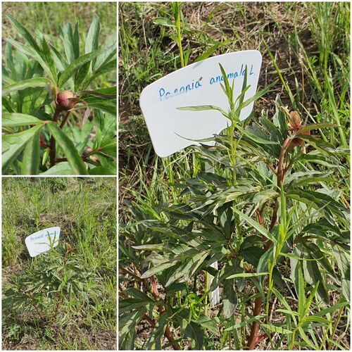 Paeonia anomala, photograph 6