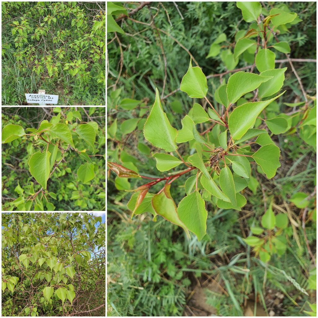 Prunus sibirica; photograph (c) Urgamal Magsar, some rights reserved (CC BY)