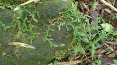 Selaginella heterostachys