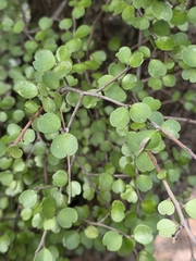 Myrsine aquilonia, photograph author not stated, no rights reserved