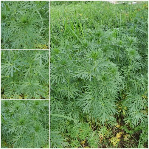 Aconitum kusnezoffii (Aconitum kusnezoffii)