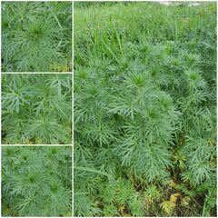 Aconitum kusnezoffii
