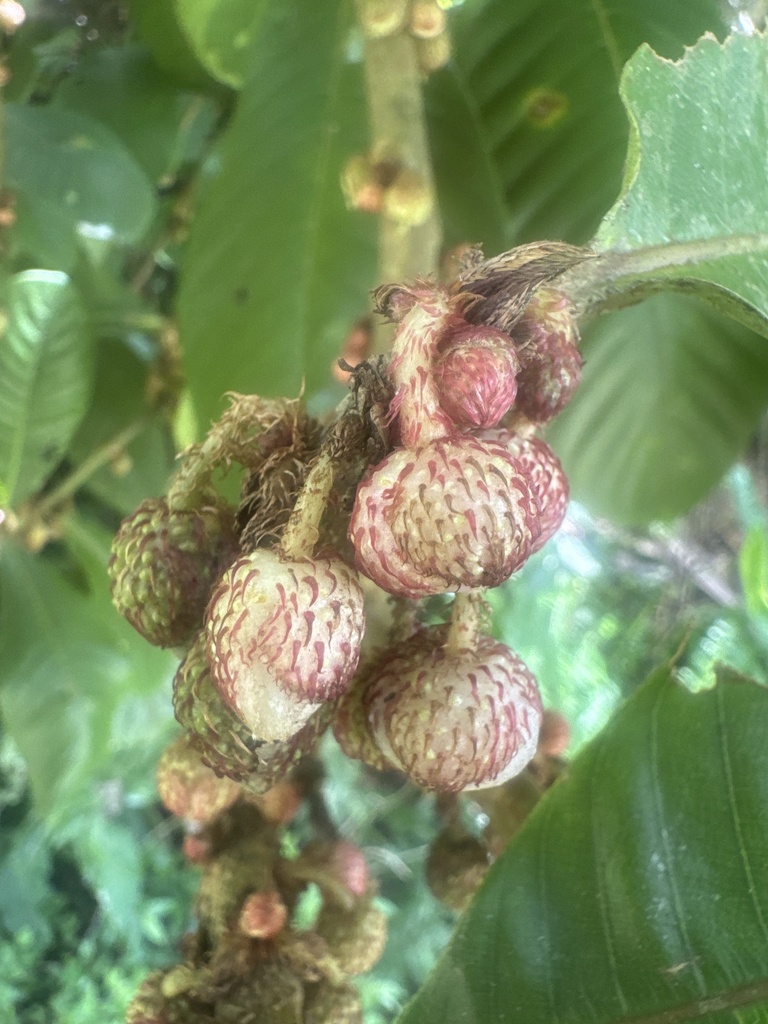 Saurauia armata (Saurauia armata)
