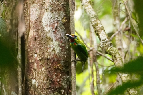 Red-throated Barbet (Psilopogon mystacophanos), photo 3