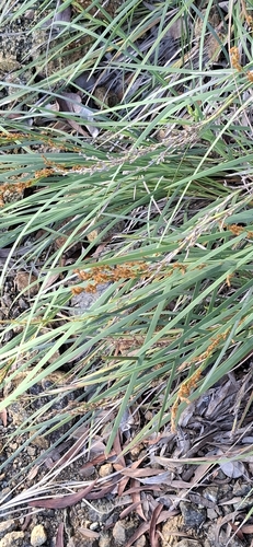 Machaerina deplanchei observed 2026-07-04
