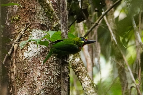 Red-throated Barbet (Psilopogon mystacophanos), photo 4