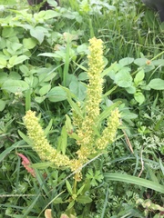 Rumex trisetifer