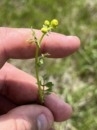 Great Plains Ragwort