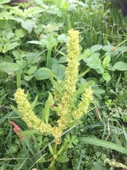 Rumex trisetifer