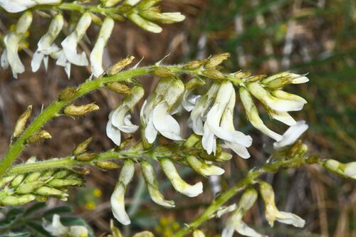 Astragalus drummondii, photograph 1