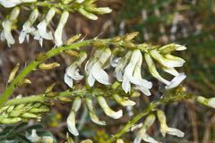 (c) James (Jim) Duggan, some rights reserved (CC BY) Astragalus drummondii, photograph (c) James (Jim) Duggan, some rights reserved (CC BY)