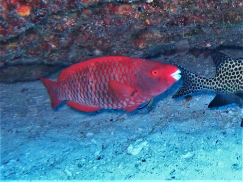 Red parrotfish (Scarus xanthopleura) — Scaridae — 5