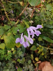 Plectranthus saccatus