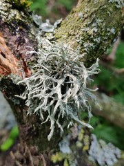 Ramalina fraxinea