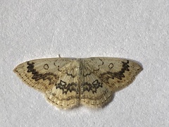 Cyclophora annularia