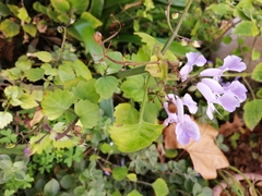 Plectranthus saccatus