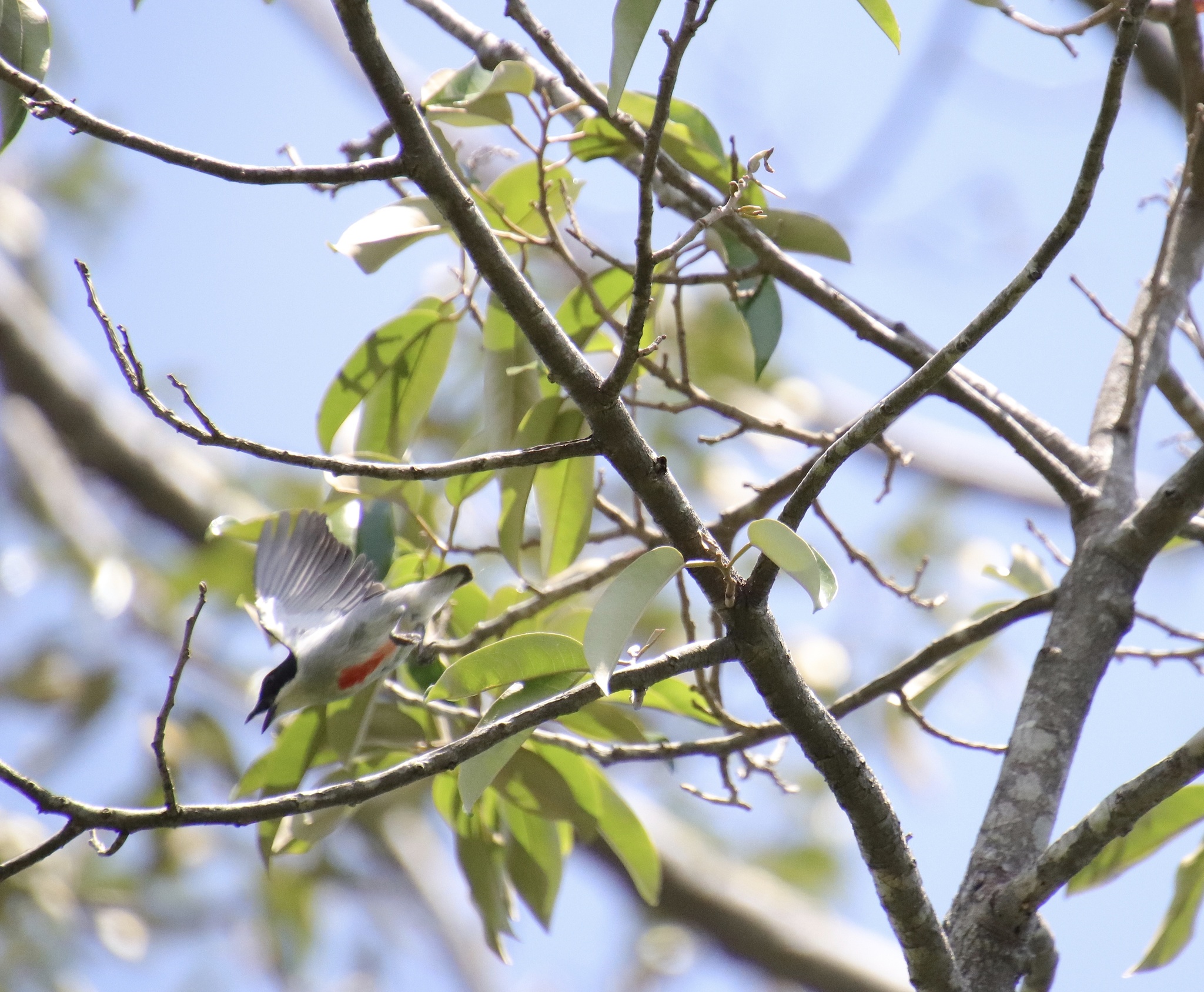 Red-keeled Flowerpecker illustration