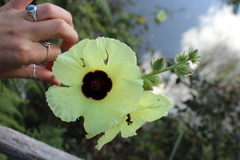 Hibiscus ludwigii