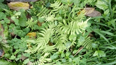 Christella parasitica