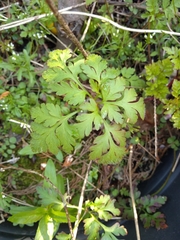 Geranium robertianum