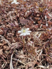 Anemonoides amurensis